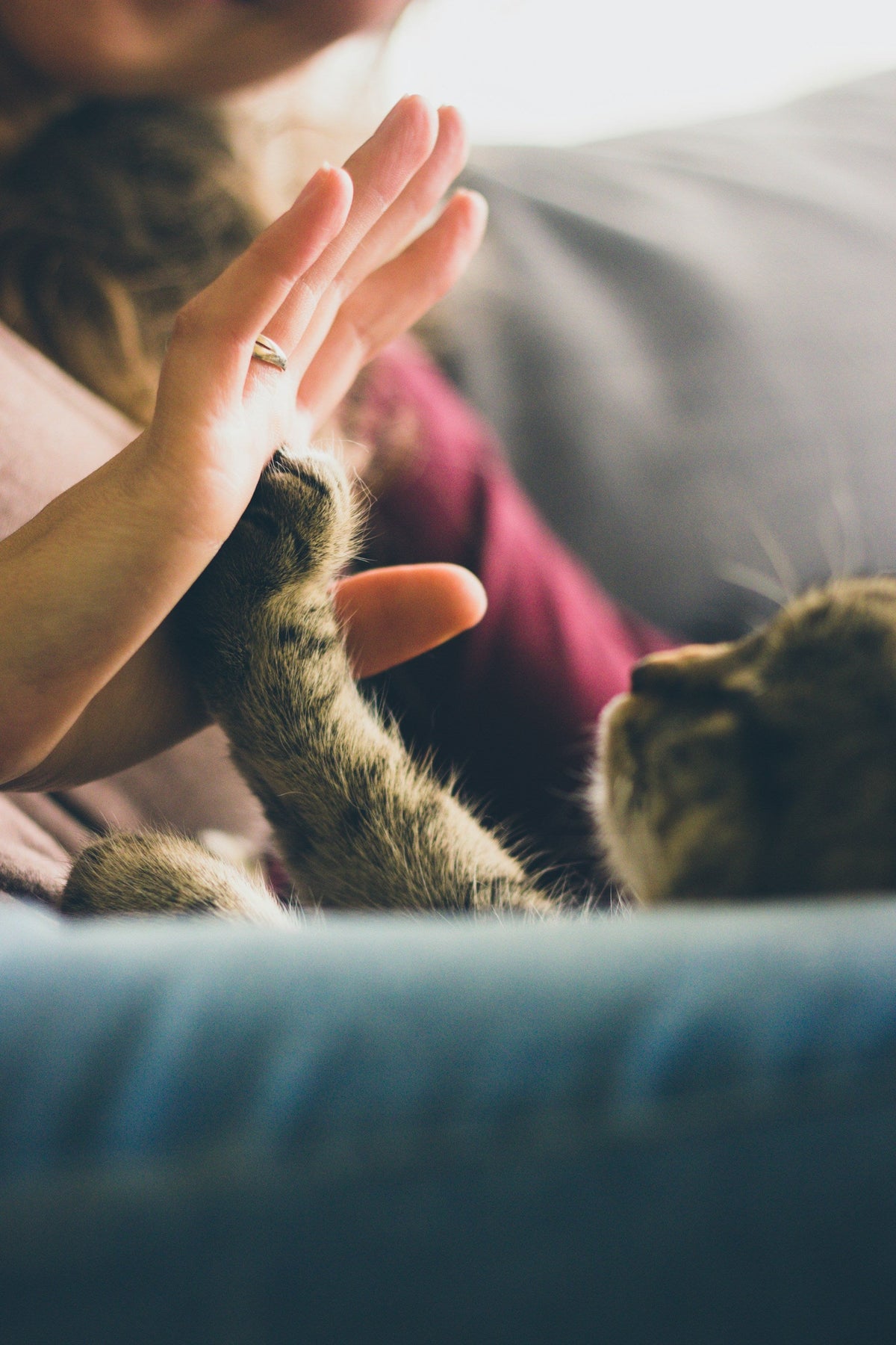 Pet Care