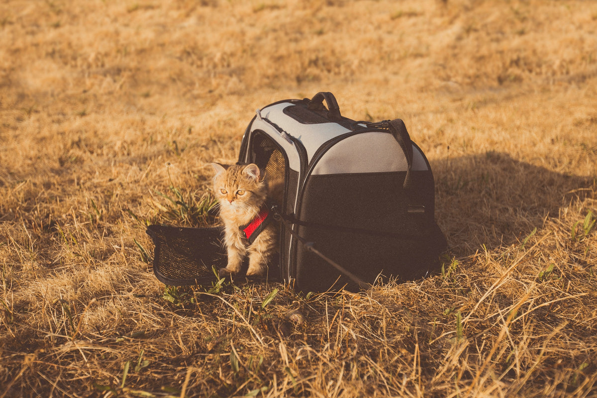 Travel Accessories