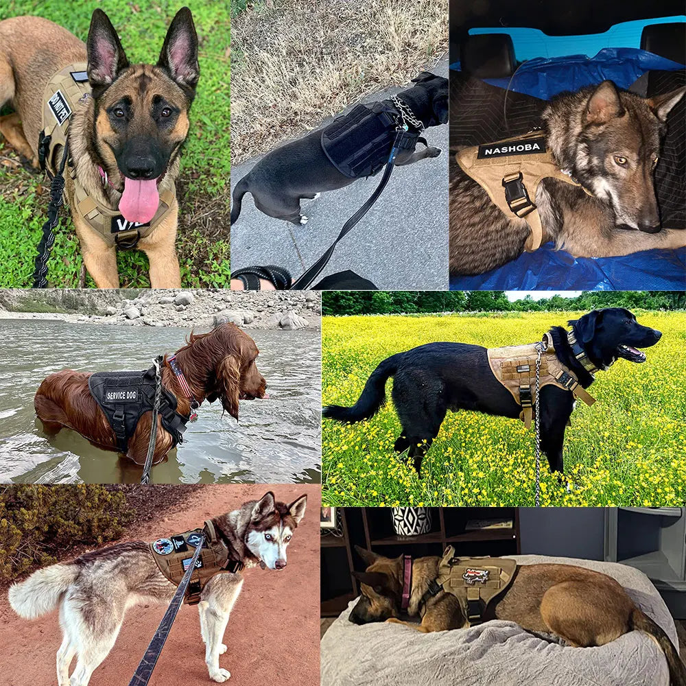 Petavel Padded Nylon Dog Harness And Leash Set
